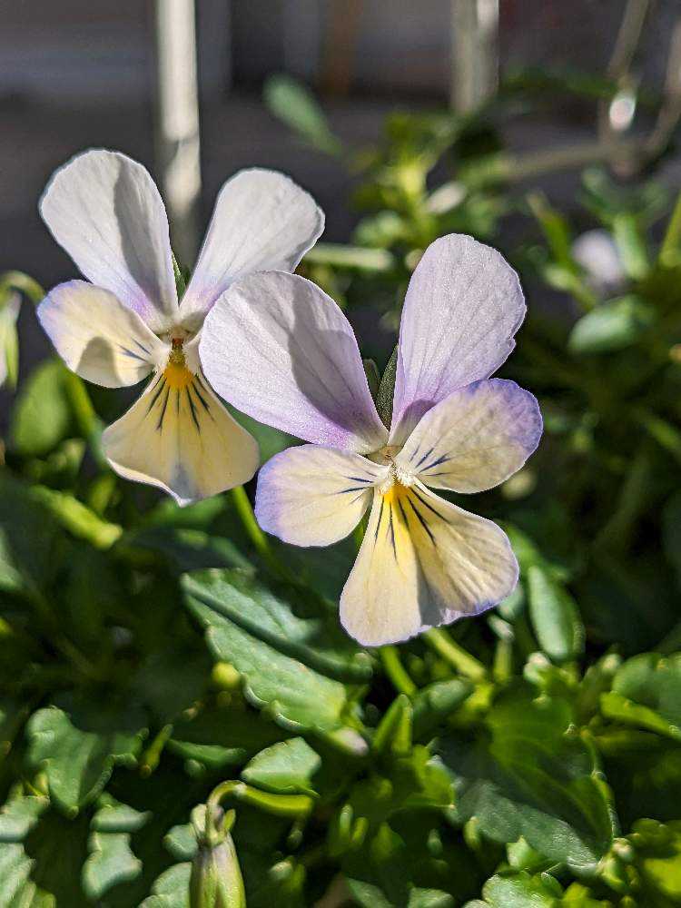 ウーゲデールのビオラ・パンジーカタログ2023🎉｜🍀GreenSnap