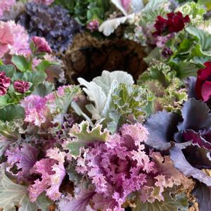 葉牡丹,ビオラ　天使の羽衣,リース,花のある暮らし,植物のある暮らしの画像