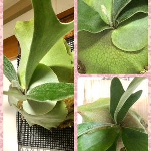 ビカクシダ,ビカクシダ ネザーランド,大きくなぁれ,植物大好き,リビング・ダイニングの画像