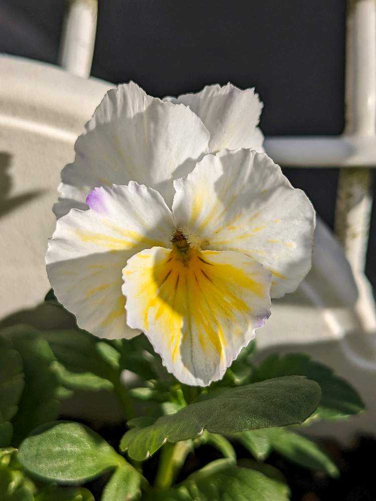 ◇ハーバリウム 183 フリルパンジーと春のお花*.:。✿*゜ 