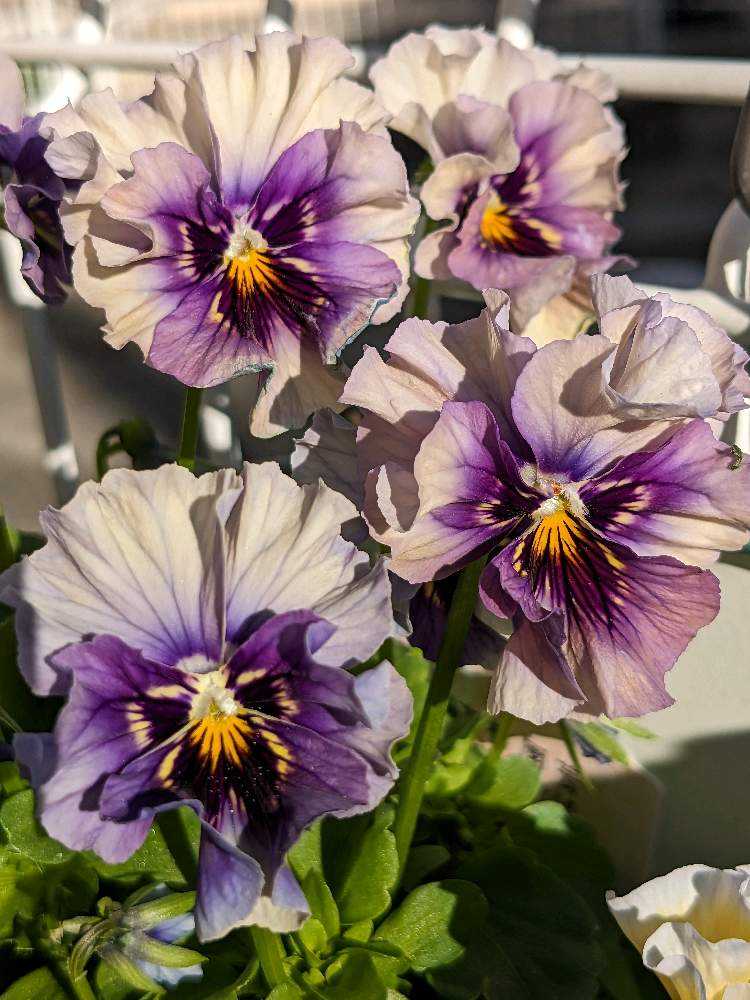 ウーゲデールのビオラ・パンジーカタログ2023🎉｜🍀GreenSnap