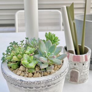 多肉植物,成長記録,no green no life,小庭ガーデナー,多肉寄せ植え♡の画像