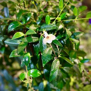 コドナンテ　クラシフォリア,観葉植物,花のある暮らし,ジャングル化計画,植中毒の画像