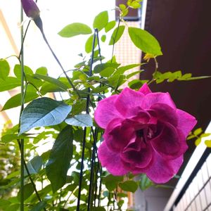 バラ,薔薇,ガーデニング,バラ 鉢植え,ばら バラ 薔薇の画像