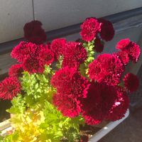 キク,鉢植え,花散歩,真っ赤な火曜日,燃えるような赤花の画像