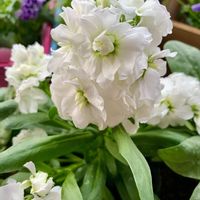 八重咲きストック,鉢植え,良い香り,おはよう,白いお花の画像