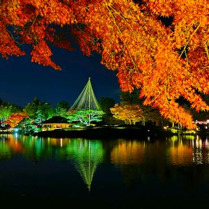 紅葉,日本庭園,ライトアップ,紅葉（こうよう）,綺麗の画像