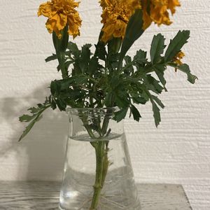 マリーゴールド,一輪挿し,庭の花,根が出た,ガーデ二ングの画像