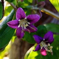 クコ,クコ,枸杞（クコ）の花,紫の花,ムラサキの花の画像