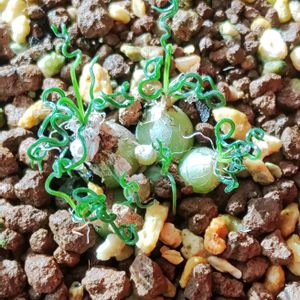 オーニソガラム トルツオスム,球根植物,ボタニカルライフ,かわいいな♡,ケープバルブの画像
