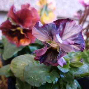 パンジー,植中毒,植物大好きの画像