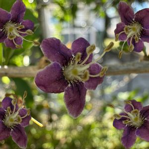 クコ,クコのお花,クコの実。,クコの実。,バラ　フェンスの画像