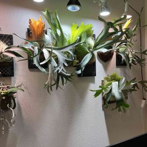  ビカクシダ,おうち園芸,さいばいまん,元気に育ててますよ,リビング・ダイニングの画像