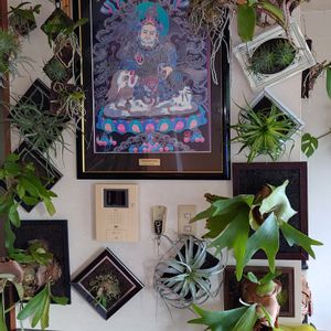 エアプランツ,観葉植物,ブロメリア,ビカクシダ属,ギフトの画像