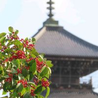 モクレン,クロガネモチ,善通寺五重塔,五重塔,野鳥の画像