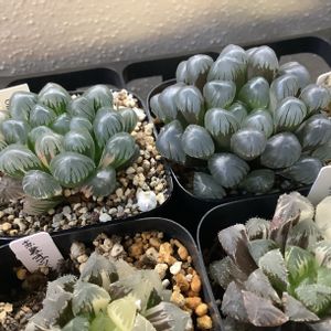 オブツーサ,ハオルチア,OB-1錦,多肉植物,軟葉系ハオルチアの画像