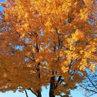 モミジ,モミジ,モミジバフウ,ユリノキ,クロガネモチの画像