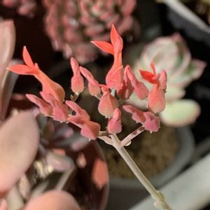 花芽,可愛い,うずら錦☆,ピンクの多肉☆のうずら錦,うずら錦の花の画像