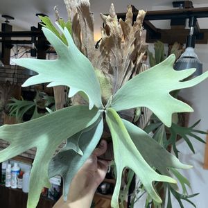  コウモリラン , ビカクシダ,Platycerium,willinckiiの画像