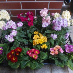 ストック,薔薇咲きジュリアン,ガーデニング,花のある暮らし,おうち園芸の画像