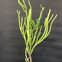 ユーフォルビア属,ユーフォルビア オンコクラータ,Euphorbia oncoclada,多肉植物,キュンキュン乙女倶楽部の画像