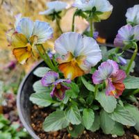 ビオラ,ガーデニング,花のある暮らし,植物のある暮らし,花が好きの画像