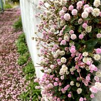 ヒメツルソバ,道端の草花,お散歩の画像