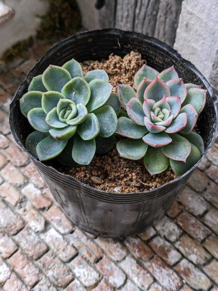 ルイパパ苗中里リンゼアナ（自家実生）