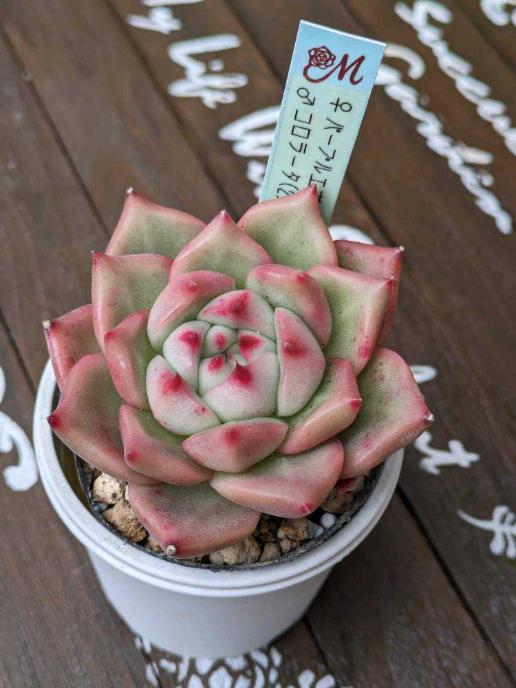 希少　ダニエルさん苗　コロラータSP 札付き　多肉植物 希少 ダニエルさん苗 コロラータSP 札付き 多肉植物 外の多肉棚