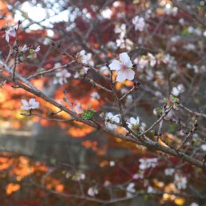 さくら サクラ 桜,散歩,庭園,お出かけ先の画像