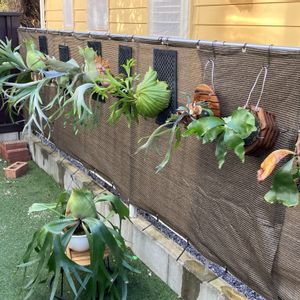 コウモリラン,ビカクシダ,プラケティリウム,多肉植物,塊根植物の画像