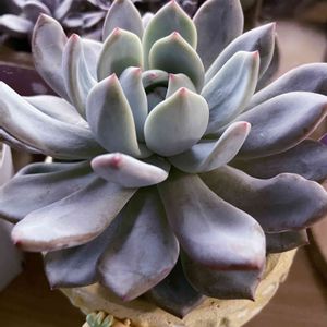 ラウリンゼ,多肉植物,多肉植物 エケベリア,我が家の多肉,多肉植物初心者の画像