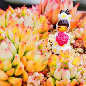 アガベ,猫ちゃんの後ろ姿,多肉植物,リメ缶,多肉大好きの画像