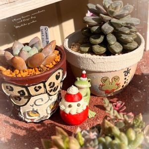 多肉植物 寄せ植え,アメトルム,クイーンズボール,クイーンズボール,クイーンズボールの画像