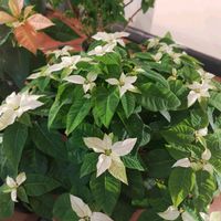 プリンセチア,プリンセチア,クリスマス,植物のある暮らし,ポインセチア 短日処理の画像