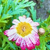 マーガレット,春の花,ボンザマーガレット,サントリーフラワーズ,ボンザマーガレット　サンライズピンクの画像