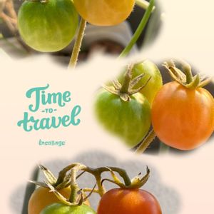 ミジェット極小トマト,ミジェット極小トマト,水耕栽培,種から,野菜 水耕栽培の画像