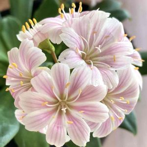 レウィシア,金のなる木,金のなる木（桜花月),多肉植物,可愛いの画像