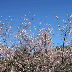 さくら サクラ 桜,散歩,庭園,お出かけ先の画像