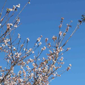 さくら サクラ 桜,散歩,庭園,お出かけ先の画像