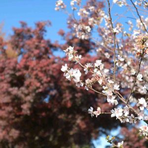 さくら サクラ 桜,散歩,庭園,お出かけ先の画像