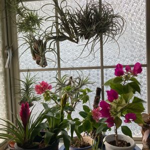 エアプランツ,観葉植物,鉢花,花のある暮らし,おうち園芸の画像