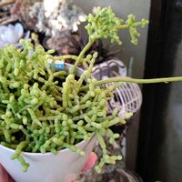 リプサリス,リプサリス･ケレウスクラ,多肉植物,観葉植物,多肉植物とサボテンの画像
