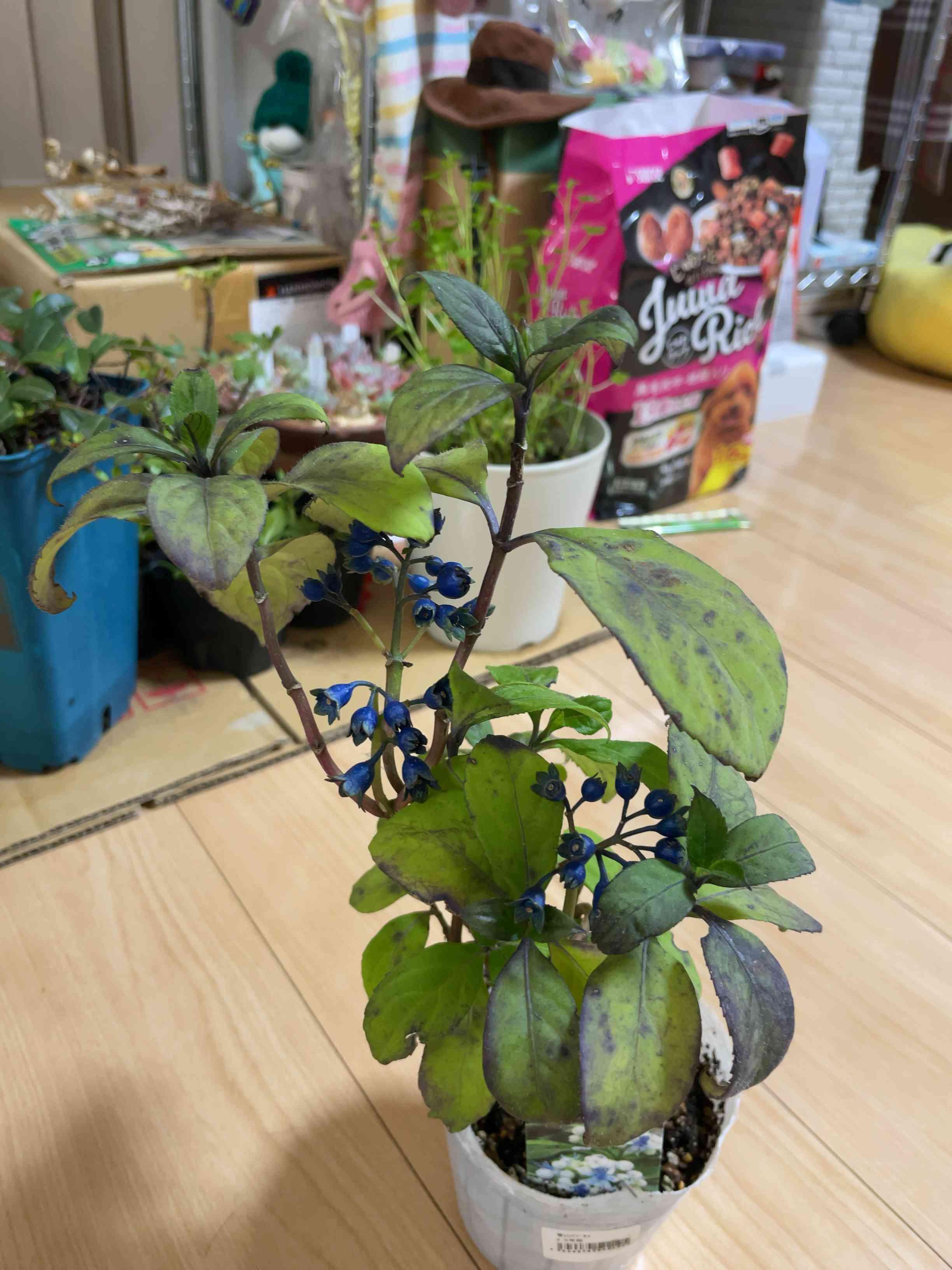 小さな庭の投稿画像 by らぶさん｜北海道と碧のひとみと碧のひとみと