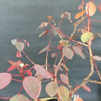 ユーフォルビア属,チョコリーフ,ユーフォルビア コティニフォリア,「Euphorbia cotinifolia」,血葉木(けつようぼく)の画像