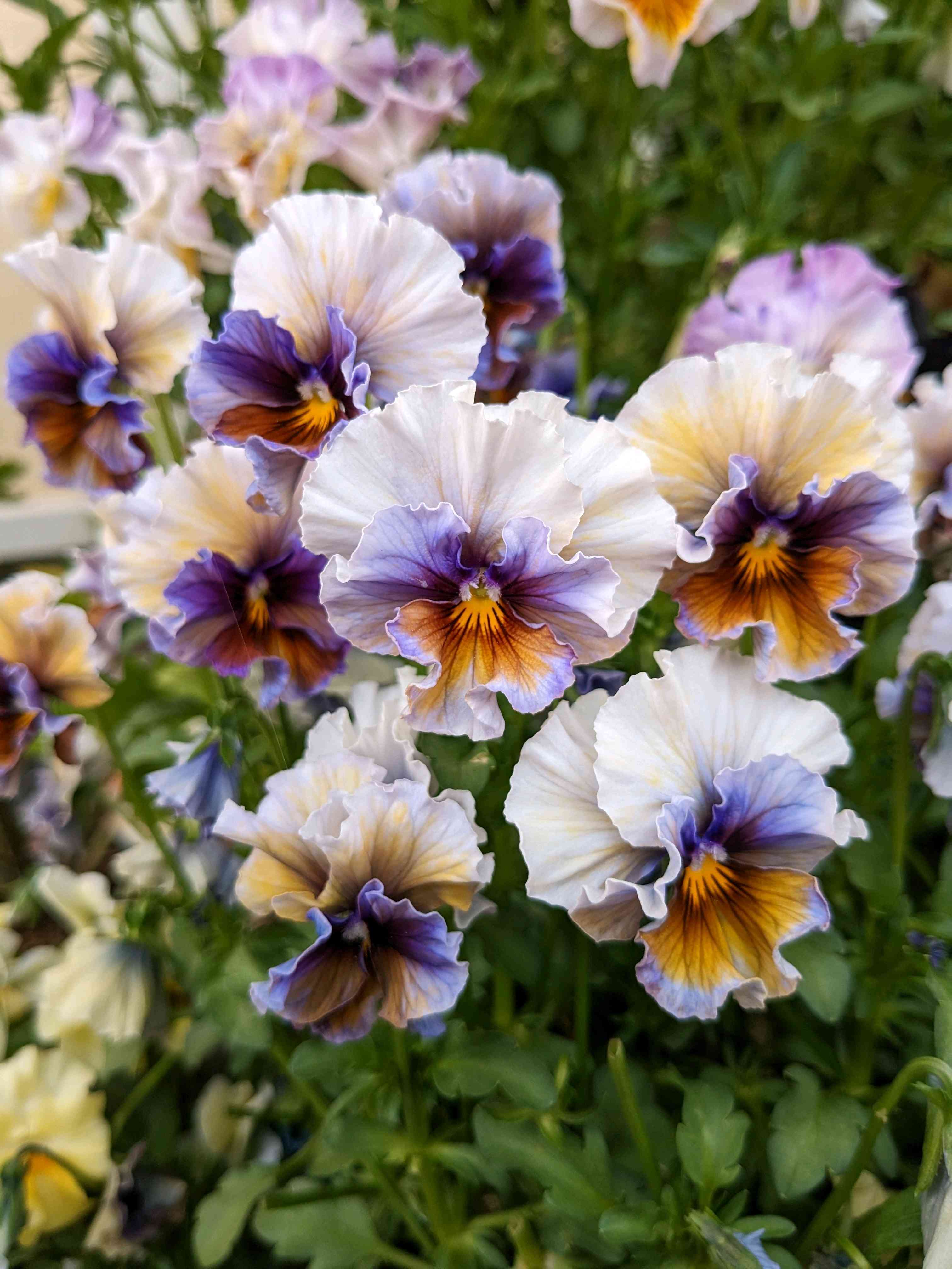 g7molin ビオラ♡パンジー ビオラ・パンジー愛が止まらない | キヨミのガーデニングブログ 長澤淨