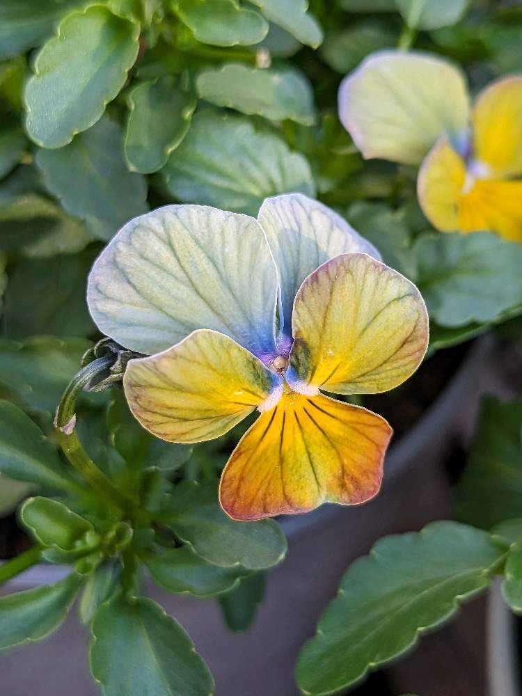 ウーゲデールのビオラ・パンジーカタログ🎶パート3