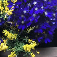 ガーベラ,サイネリア,花手水*,今日のお花,青い花マニアの画像