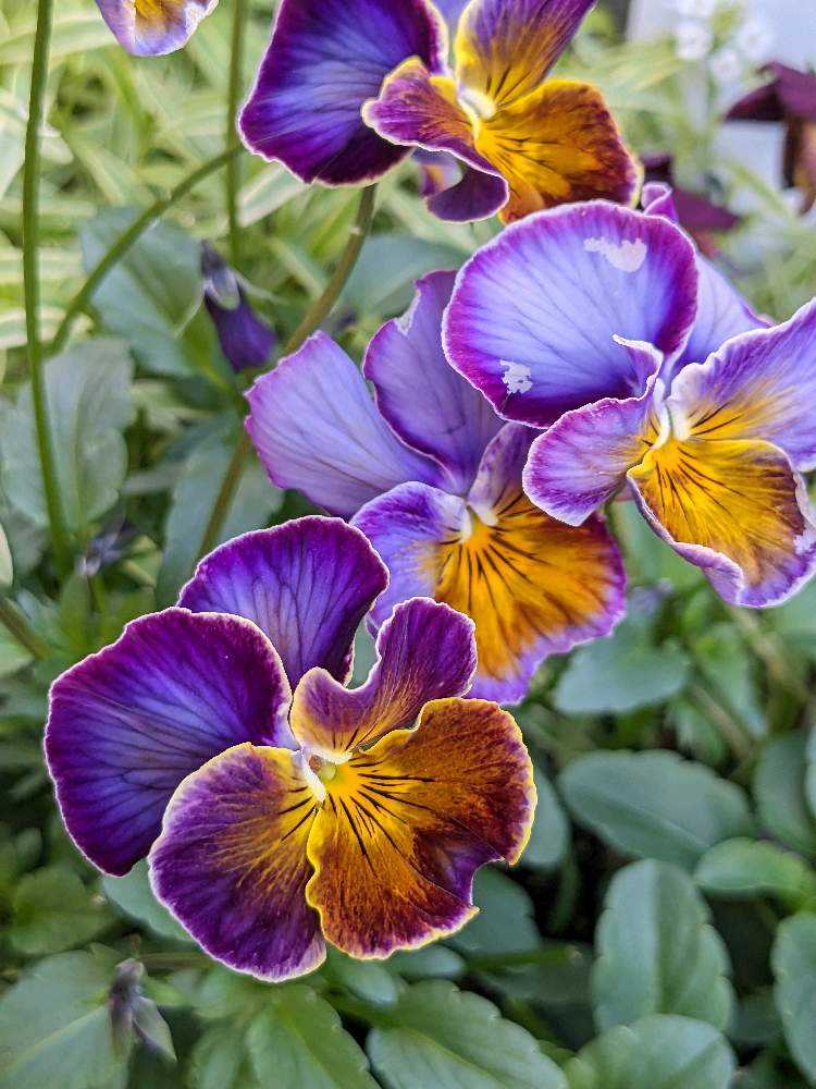 ウーゲデールのビオラ・パンジーカタログ🎶パート3