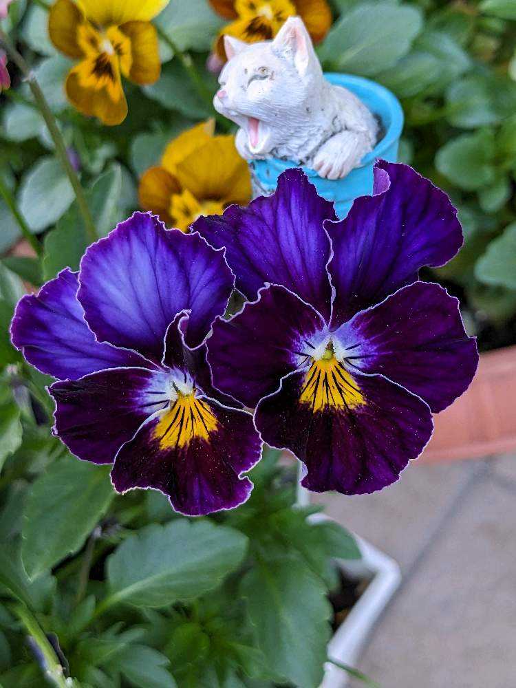 ウーゲデールのビオラ・パンジーカタログ🎶パート3